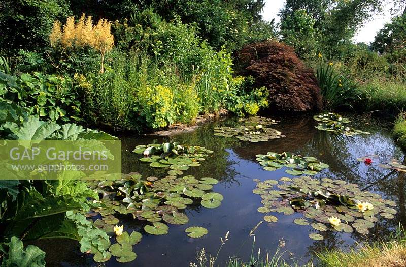 Jardin privé Sussex étang informel de taille moyenne dans un jardin de campagne avec des nénuphars