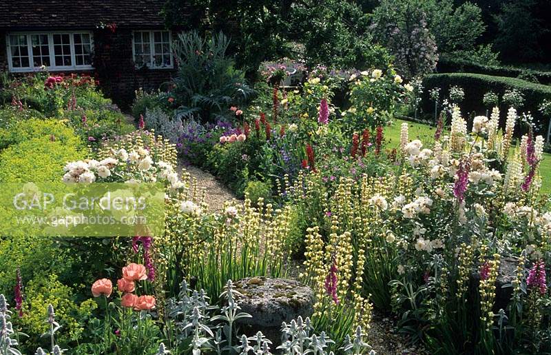 Frith Lodge Sussex Rosa Penelope en parterres de fleurs doubles sous-plantés de plantes vivaces telles que Papaver Sisyrinchium et Stachys Grave