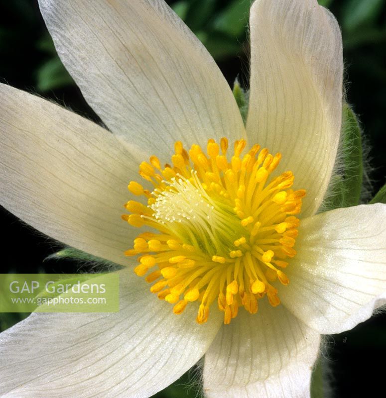 Fleur de pasque Pulsatilla vulgaris f alba