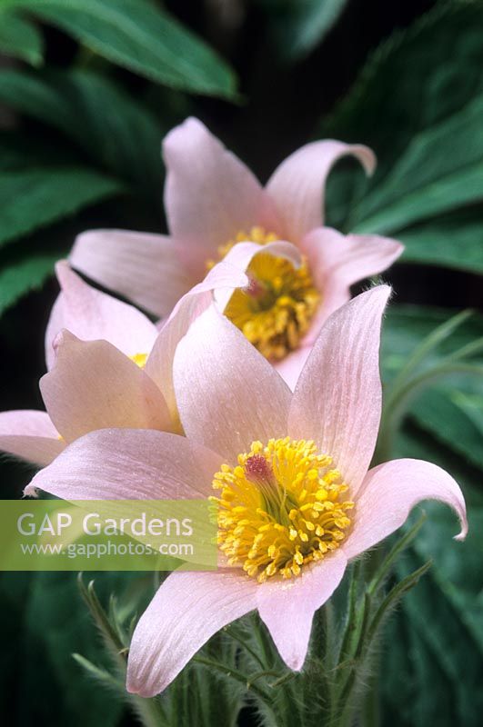 Fleur de Pasque Pulsatilla vulgaris Barton's Pink