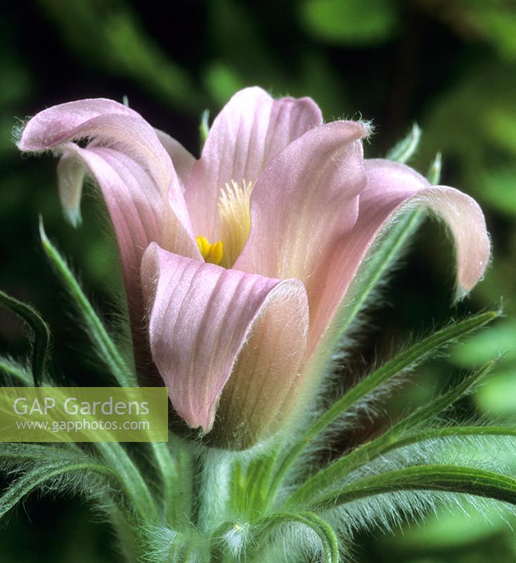 Fleur de Pasque Pulsatilla vulgaris Barton's Pink