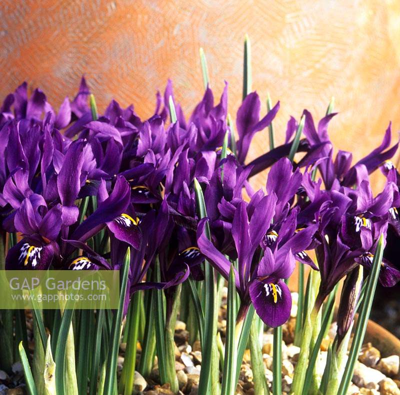 Iris reticulata nain George