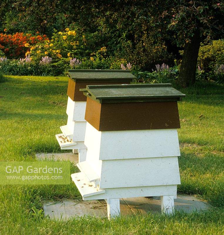 ruches d'abeilles