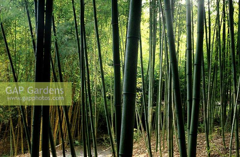 Hakone Saratoga California bambou noir Phylostachys nigra