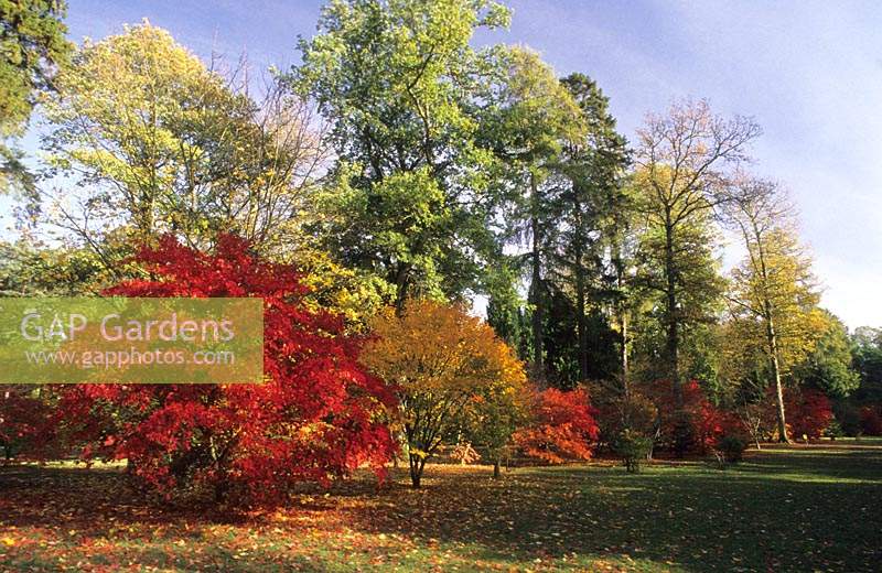 Westonbirt Arboretum l'Acer à pied en automne