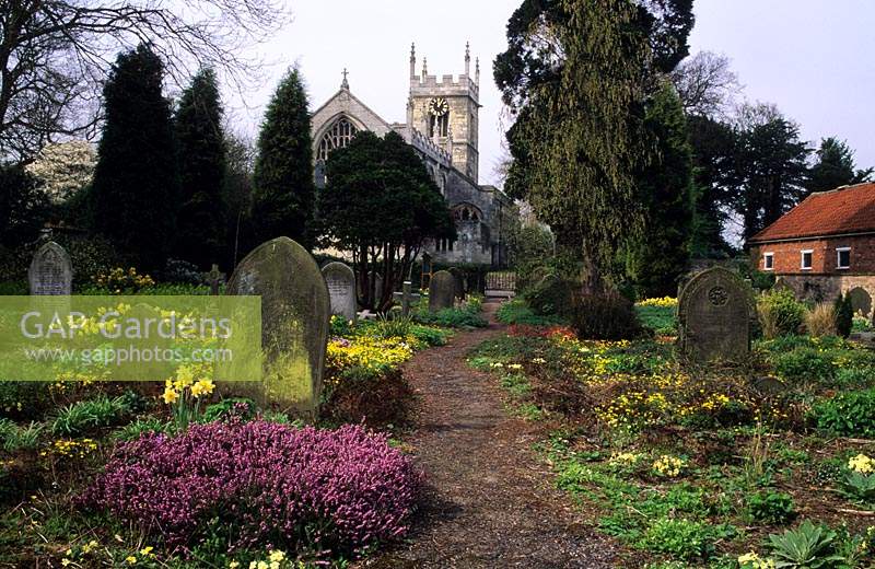 Bolton Percy Yorkshire Roger Brook's Wildlife Churchyard Cemetery Cemetery au printemps avec des primevères et de la bruyère