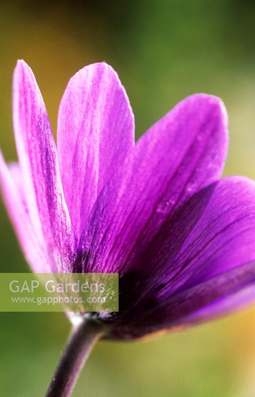 Anemone pavonina