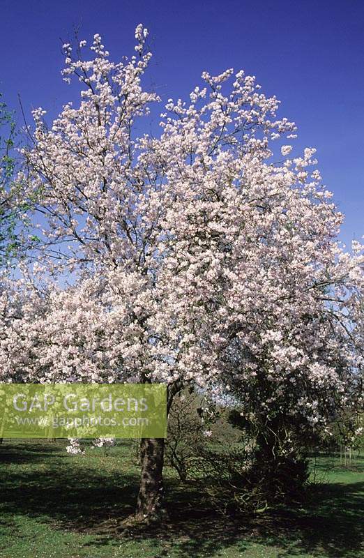 cerisier en fleurs Prunus Pandora