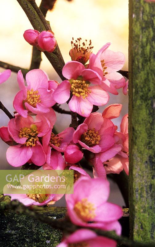 Quince Chaenomeles x superba Pink Lady