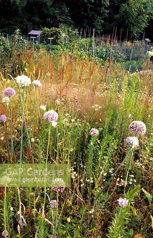 Liphook allotments Hampshire jardin sur-cultivé