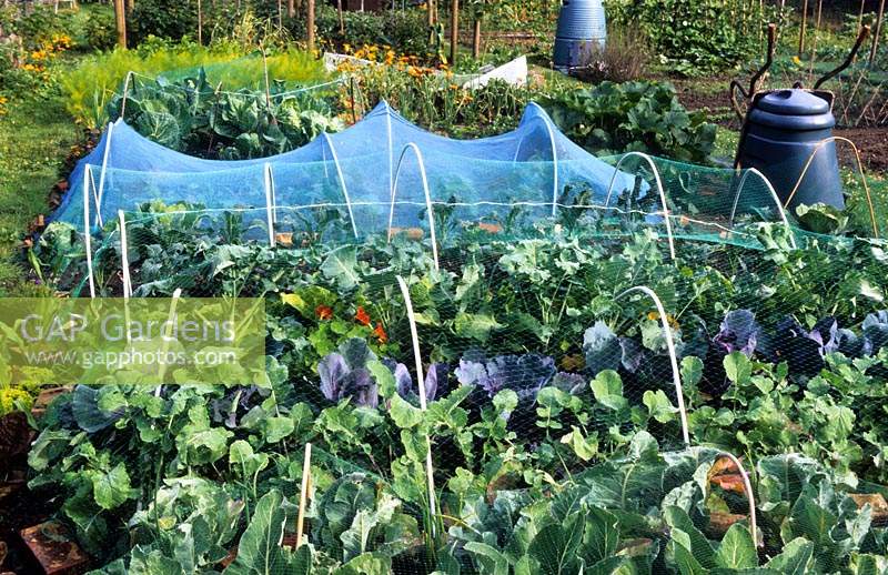Jardin potager du Hampshire avec des logements pour clochettes, protection des brassicas