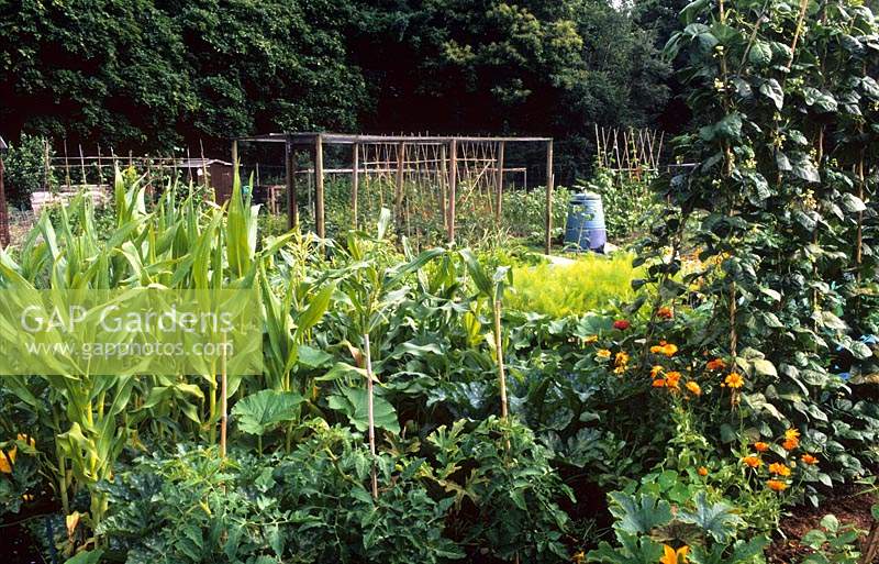 Liphook allotments Jardin potager du Hampshire avec haricots de coureur de maïs sucré et tomates
