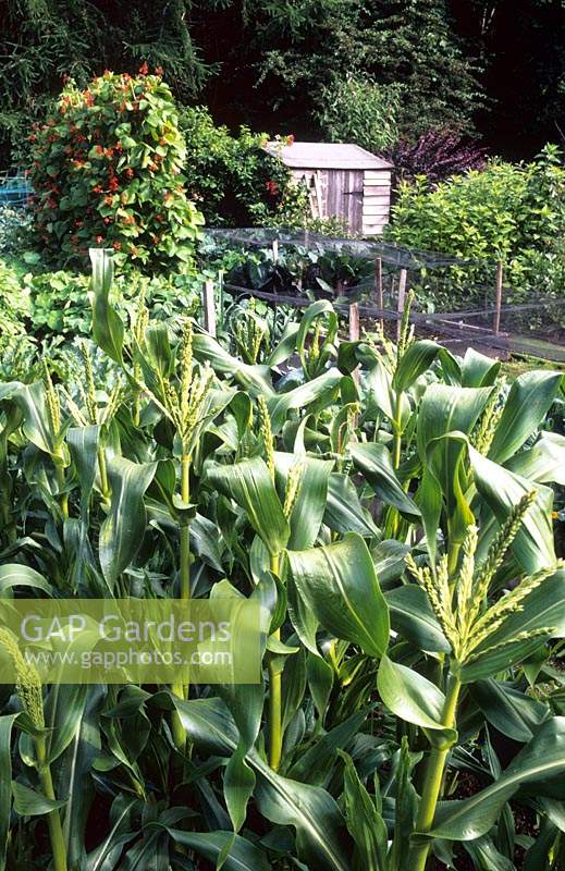 Liphook allotments Jardin potager du Hampshire avec maïs sucré et haricots runner