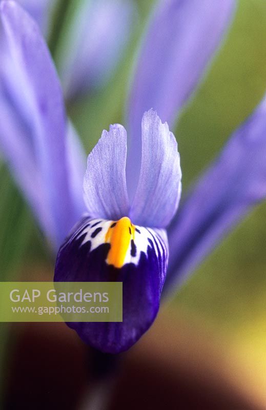 Iris reticulata nain Hercules