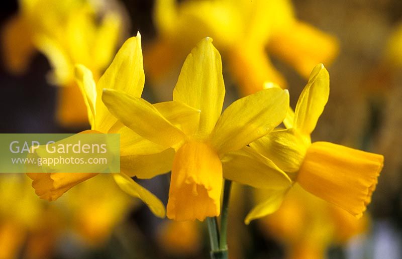 jonquille Narcissus Jumblie fête des mères fleur jaune