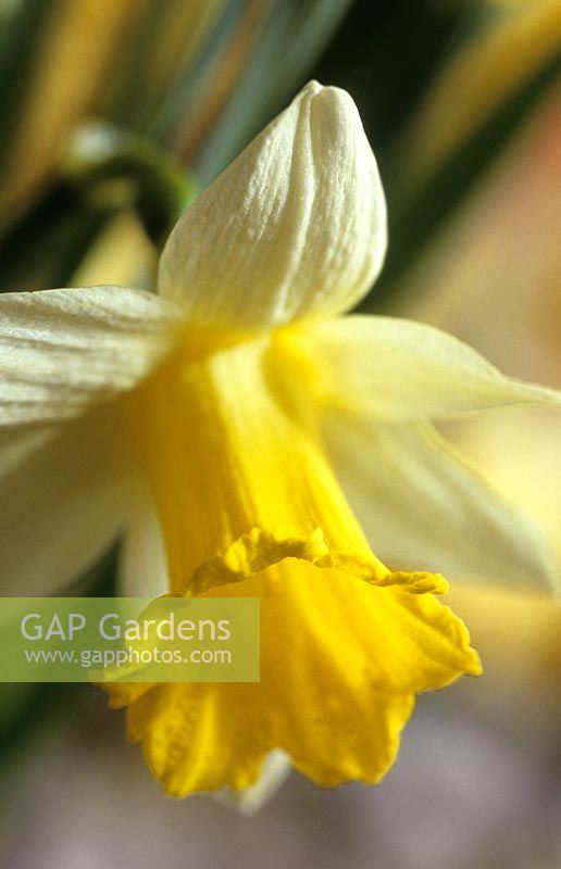 jonquille Narcissus Topolino fête des mères fleur jaune
