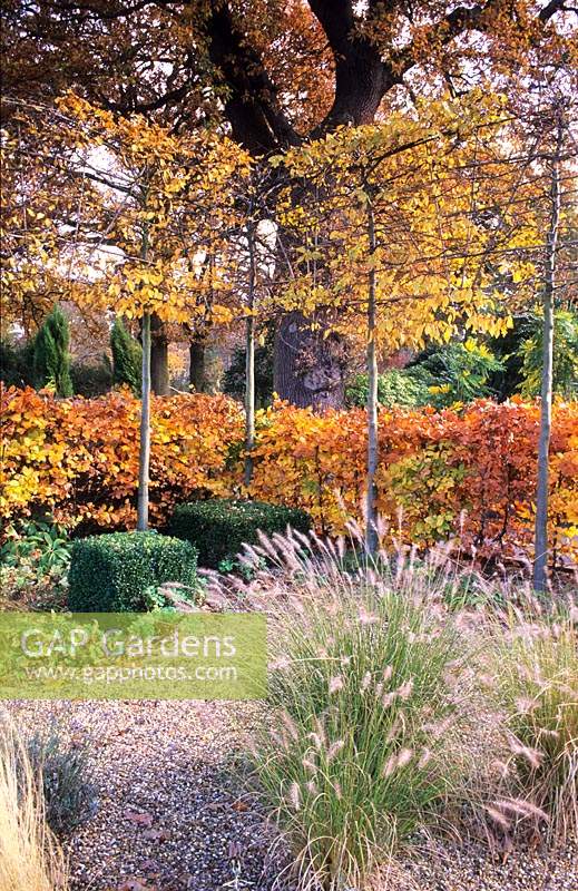 Couverture de hêtre feuillage d'automne dans un petit jardin familial tilleuls blanchis zone de gravier Fagus sylvatica Tilia cordata Pennisetum