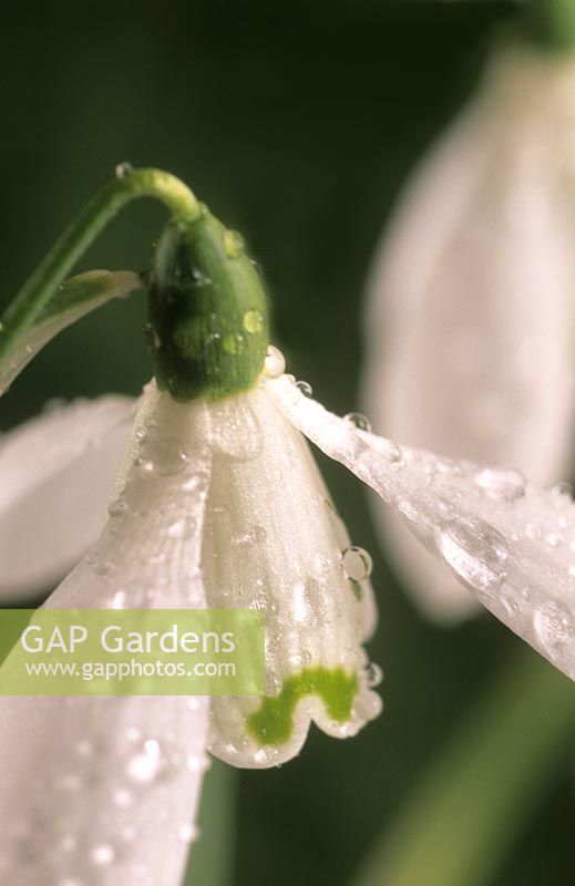 perce-neige Galanthus elwesii après la pluie