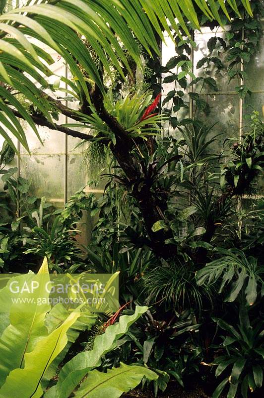 RHS Wisley vue de serre tropicale en hiver janvier feuillage tendre jardin combinaison de plantes orchidée