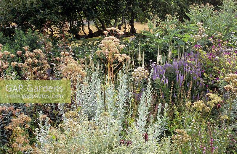 Combinaison de couleurs argent et bordeaux. Artemisia 'Valerie Finnis '. Allium sphaerocephalon. Orache rouge. Veronicarstrum album.Sep