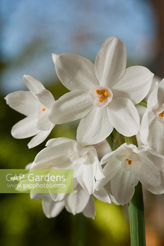 jonquille paperwhite Narcissus papyraceus recurvus oeil de faisan fleur d'hiver novembre blanc crème bulbe parfum maison parfumée