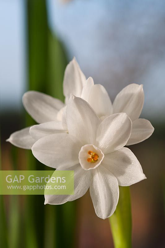 jonquille paperwhite Narcissus papyraceus recurvus oeil de faisan fleur d'hiver novembre blanc crème bulbe parfum maison parfumée