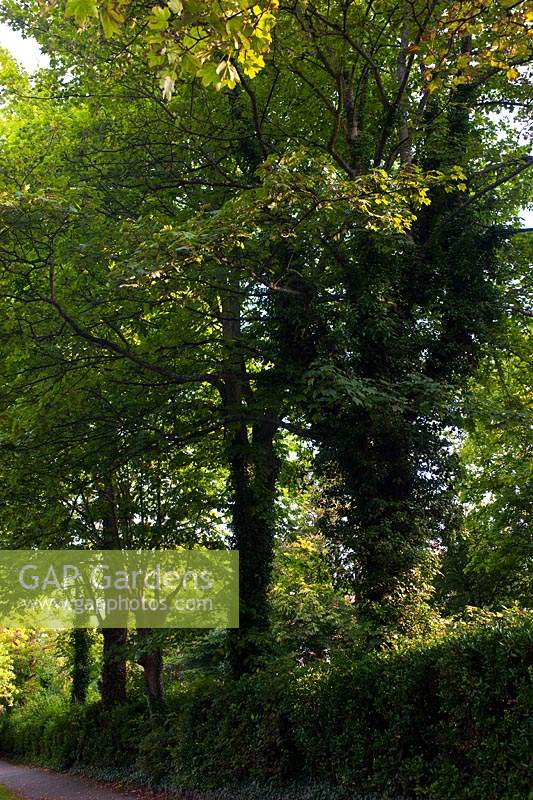 Platane commun Acer Native English arbres adultes dans la haie Preston Park Brighton England East Sussex grand arbre à feuilles caduques