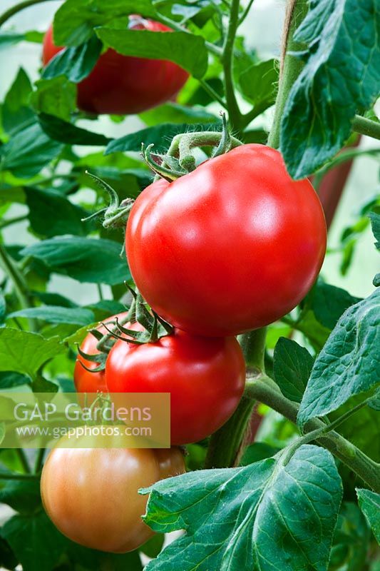 Tomate Premier Prix fin d'été légume rouge orange septembre comestible plante potager