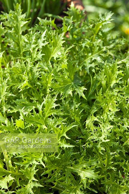 Salade de feuilles de Mizuna pot cultivé à la maison biologique cultiver le sol sprouing potager comestible plante avril