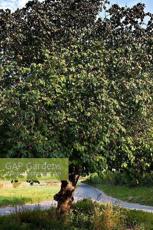 Marronnier commun Aesculus carnea arbre à feuilles caduques d'été carrefour Alfriston East Sussex garden plant