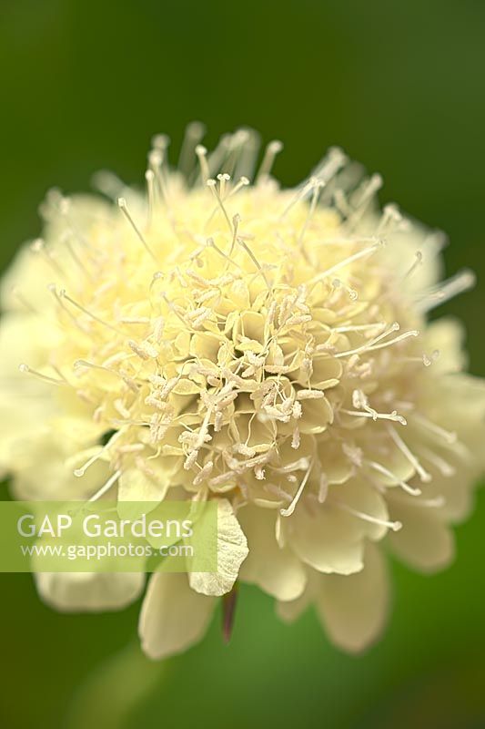 Pincushion fleur Scabiosa ochroleuca Moon Dance fleur d'été vivace crème pincushions jaune clair blanc août jardin