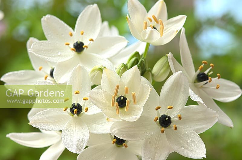 star-of-Bethlehem Ornithogalum arabicum Arab's Eyes Chincherinchee fleur d'été bulbe parfum parfumé parfumé parfum crème blanche