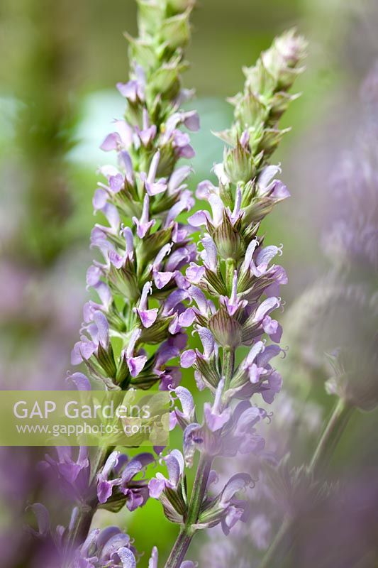 Sauge des bois Salvia nemerosa améthyste fleur d'été vivace violet violet juin plante de jardin