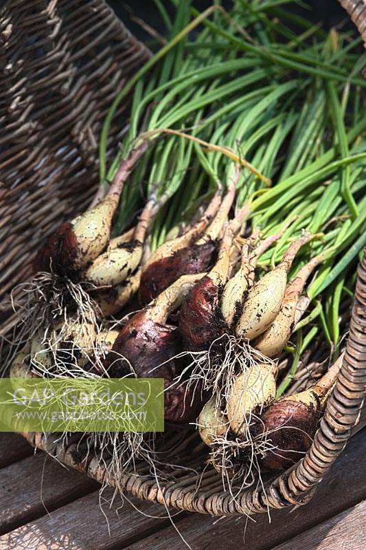 Shalot Pesar alimentaire comestible vert maison cultivé biologique sain racine légumes panier cuisine jardin plante