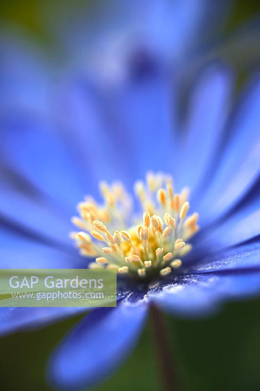 Dé à coudre grecque bois Anémone blanda fleur de printemps vivace boisé ombre mars bleu violet jardin plante