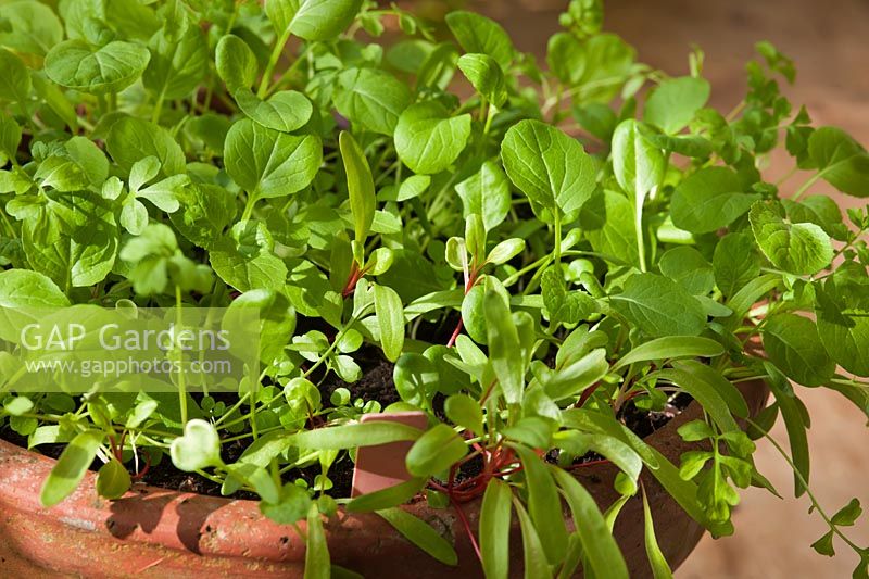 bébé feuille salade semis pousse pousser printemps vert comestible cuisine jardin plante combinaison épinards Mizuna Moutarde Rouge goût épicé