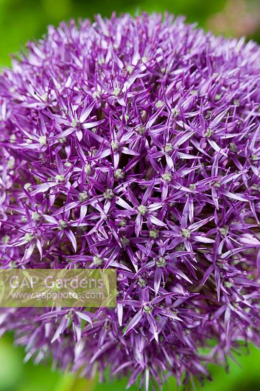 oignon ornemental Allium Pinball Wizard fleur d'été bulbe vivace grande mai violet jardin plante