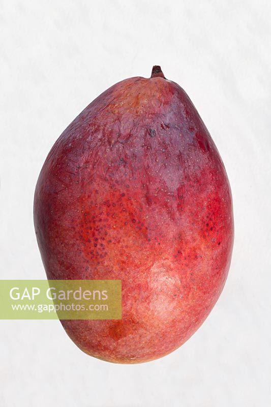Mangue fruits sucrés mûrs exotique découpe africaine fond blanc plante de jardin comestible