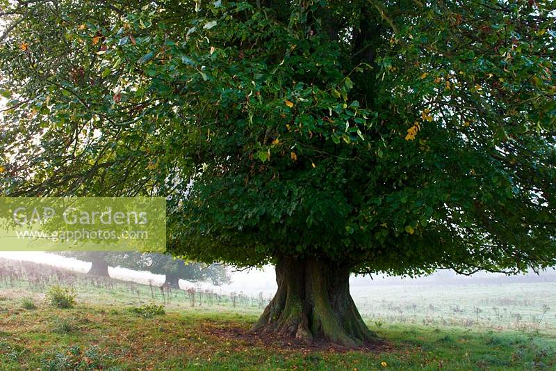 Tillia à grandes feuilles Tillia x europaea Cowdray Park Sussex Angleterre automne automne octobre feuillage vert tronc inférieur révélé