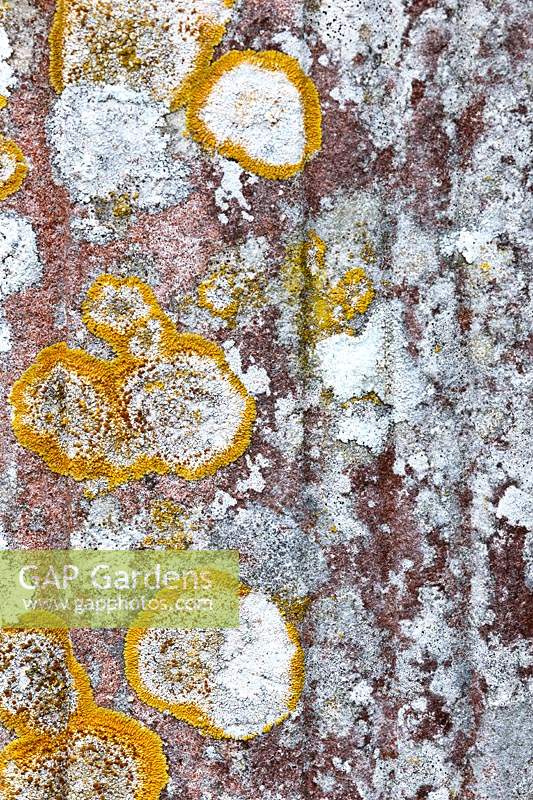 pierre tombale lichen lichens rosettes orange Caloplaca flavescens taches noires Verrucaria nigrescens blanc Aspicilia calcarea