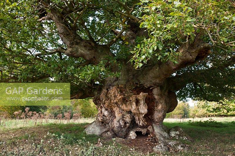 Chêne sessile étêté Quercus petraea tree Cowdray Park Sussex Angleterre automne automne octobre feuillage vert tombé