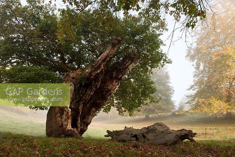 Chêne sessile ancien Quercus petraea arbre étêté Cowdray Park Sussex Angleterre automne automne octobre feuillage vert tombé