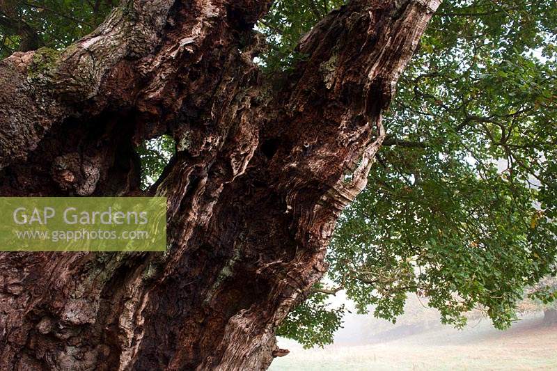 Chêne sessile ancien Quercus petraea arbre étêté Cowdray Park Sussex Angleterre automne automne octobre feuillage vert tombé