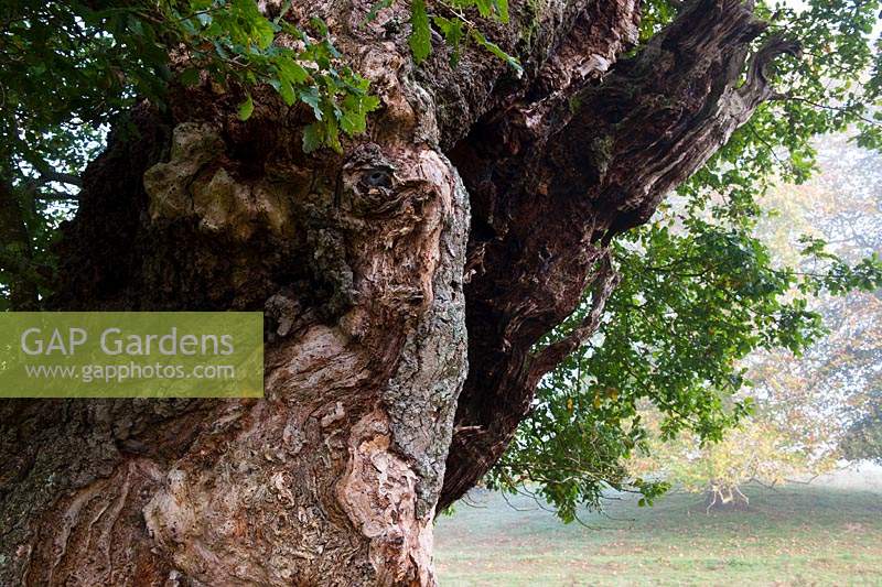 Chêne sessile ancien Quercus petraea arbre étêté Cowdray Park Sussex Angleterre automne automne octobre feuillage vert tombé