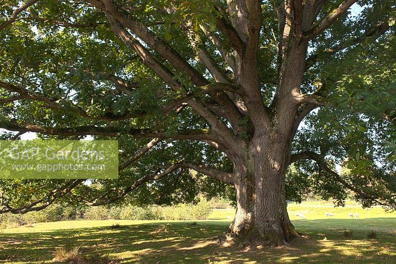Chêne hongrois Quercus frainetto Buxted Park Sussex champion arbre grand parc à feuilles caduques été vert jardin plante