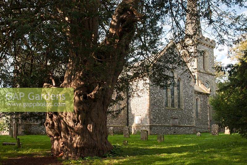 Ancien if if Taxus bacata Stanmer churchyard East Sussex Angleterre été août evergreen grand vieux sacré Druide Druidique