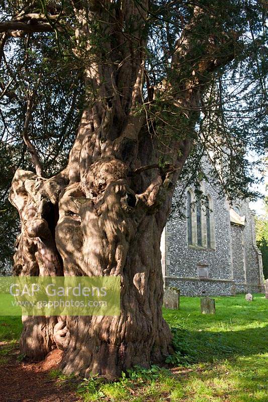 Ancien if if Taxus bacata Stanmer churchyard East Sussex Angleterre été août evergreen grand vieux sacré Druide Druidique