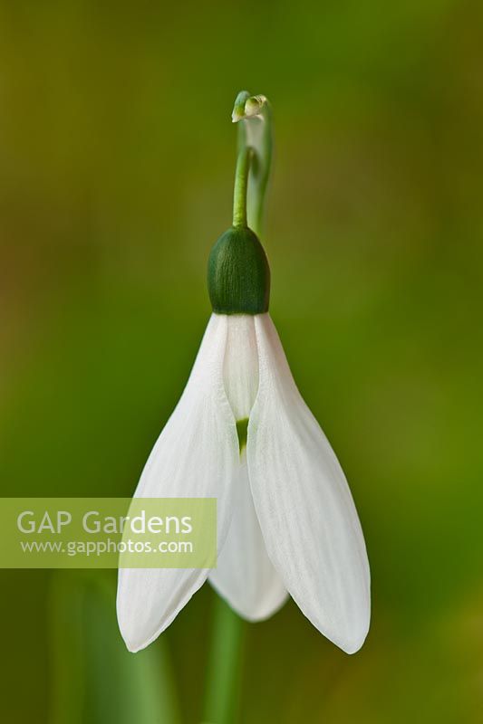 Perce-neige Galanthus elwesii GF Handel fin de l'hiver au début du printemps bulbe à fleurs Février plante de jardin blanc