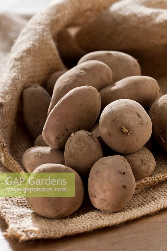 Pomme de terre de semence Sarpo Mira sac de pommes de terre sac de légumes légumes d'hiver Janvier organique sauvé cultivé à la maison culture principale potager