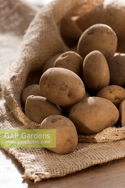 pomme de terre de semence Sante pommes de terre sac sac légume d'hiver janvier organique enregistré maison cultivé culture principale jardin potager